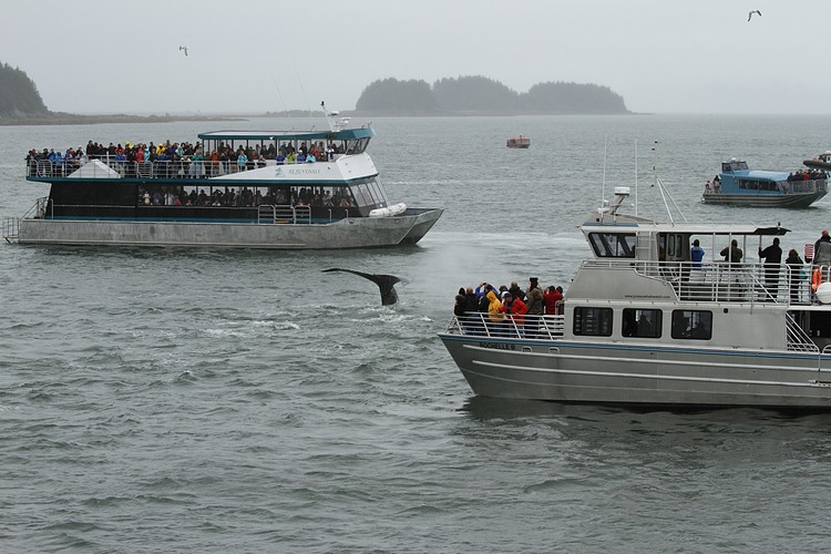 Humpbacks - Saginaw Channel