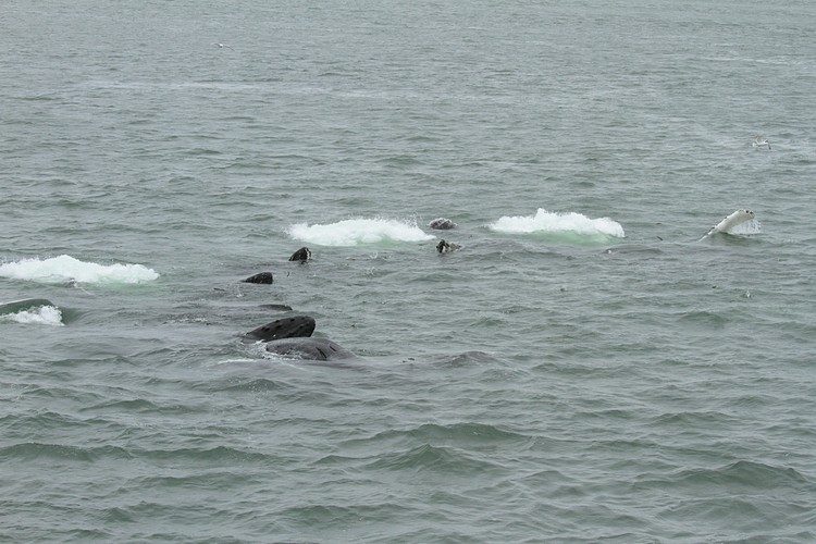 Humpbacks - bubble net feeding