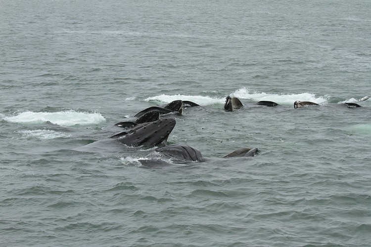 Humpbacks - bubble net feeding