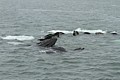 Humpbacks - bubble net feeding