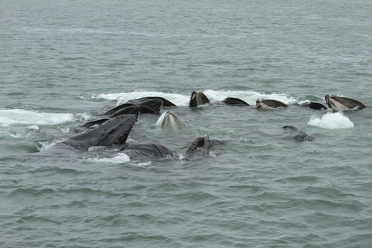 Humpbacks - bubble net feeding