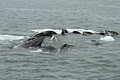 Humpbacks - bubble net feeding