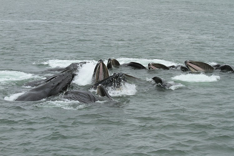 Humpbacks - bubble net feeding