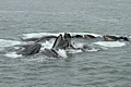 Humpbacks - bubble net feeding