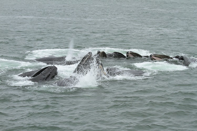 Humpbacks - bubble net feeding