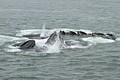 Humpbacks - bubble net feeding