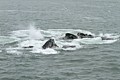 Humpbacks - bubble net feeding