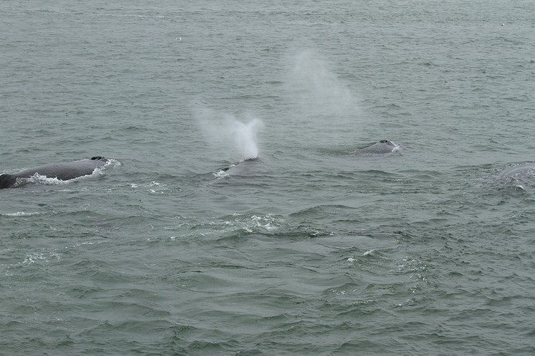 Humpbacks - Saginaw Channel