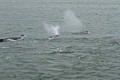 Humpbacks - Saginaw Channel
