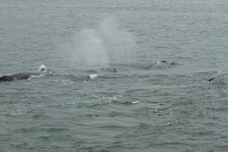 Humpbacks - Saginaw Channel