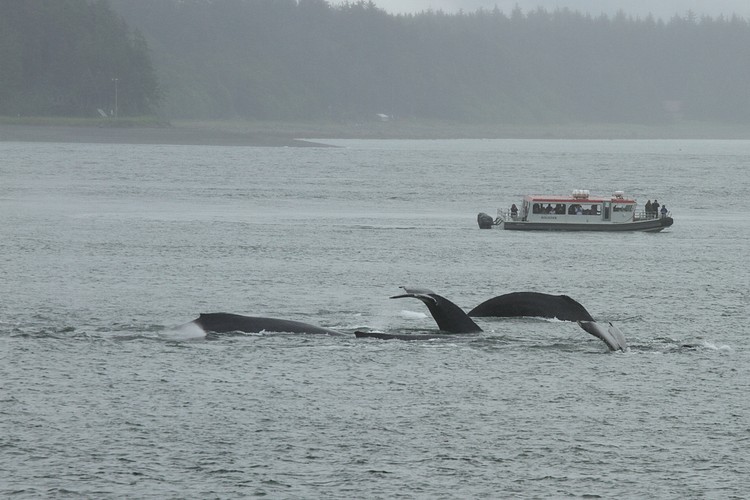Humpbacks - Saginaw Channel