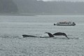 Humpbacks - Saginaw Channel