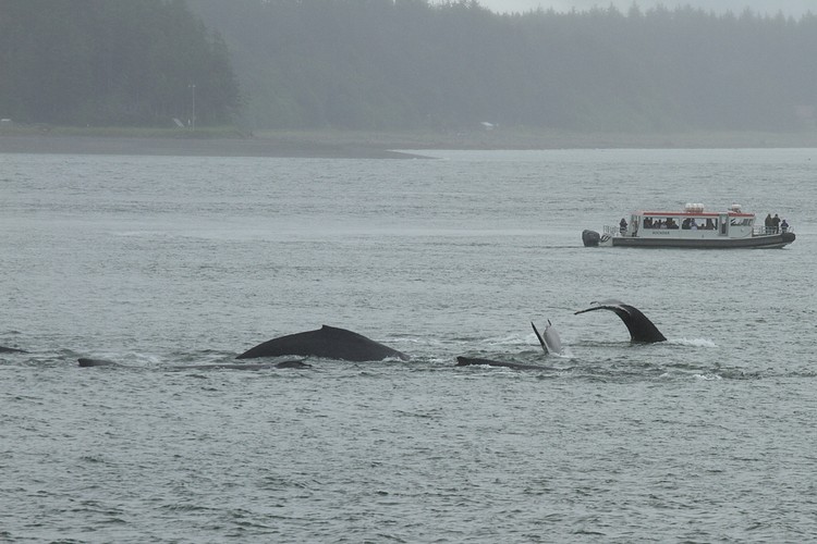 Humpbacks - Saginaw Channel