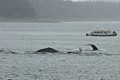 Humpbacks - Saginaw Channel