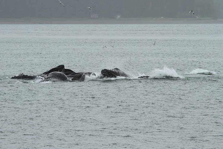 Humpbacks - bubble net feeding