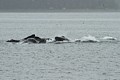 Humpbacks - bubble net feeding