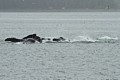Humpbacks - bubble net feeding