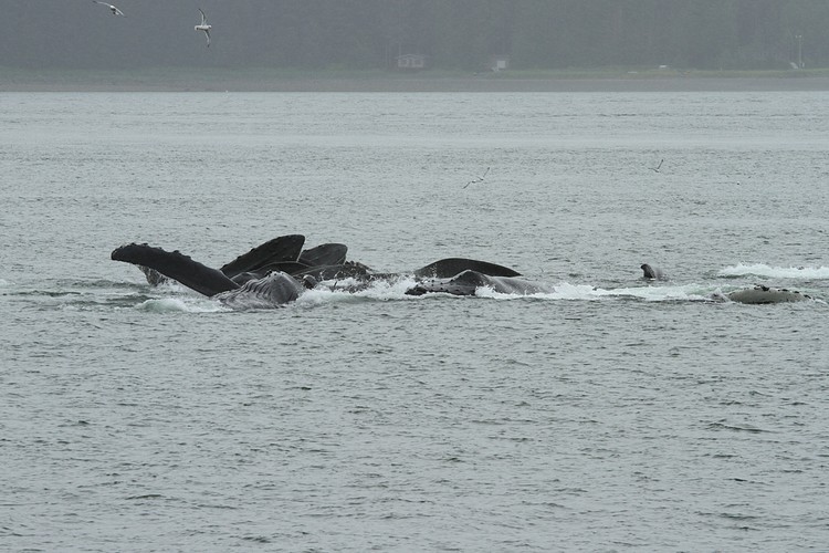 Humpbacks - bubble net feeding