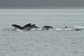 Humpbacks - bubble net feeding