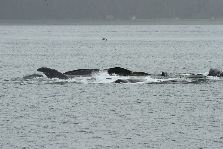 Humpbacks - bubble net feeding