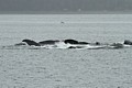 Humpbacks - bubble net feeding