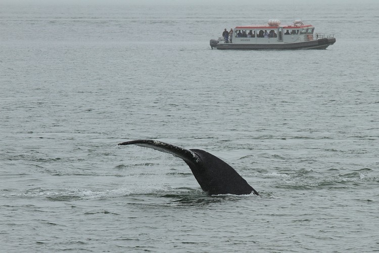 Humpbacks - Saginaw Channel