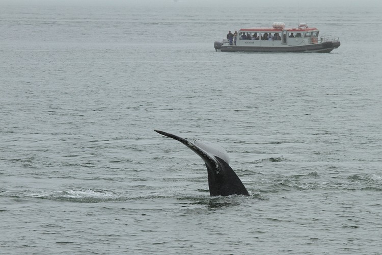 Humpbacks - Saginaw Channel