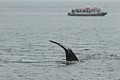 Humpbacks - Saginaw Channel