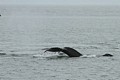 Humpbacks - Saginaw Channel