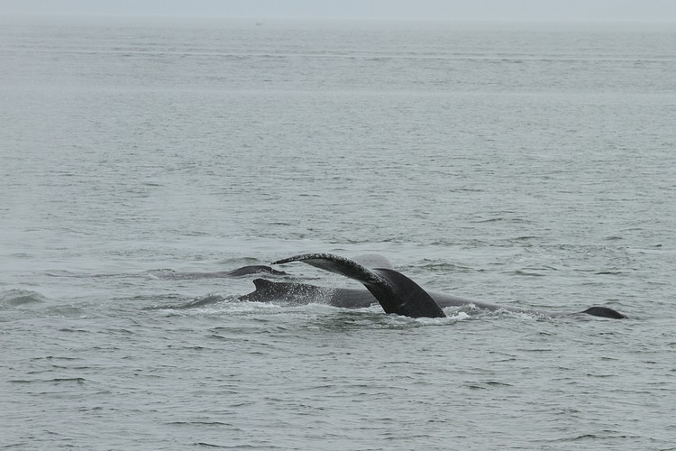 Humpbacks - Saginaw Channel
