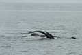 Humpbacks - Saginaw Channel