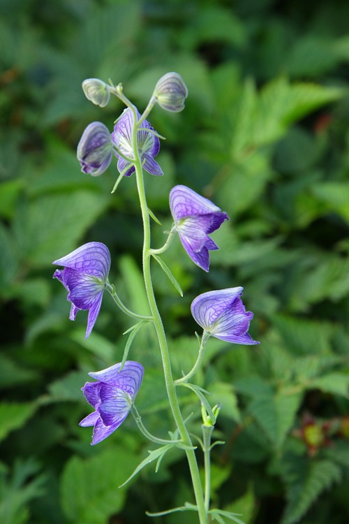 Monkshood