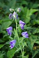 Monkshood