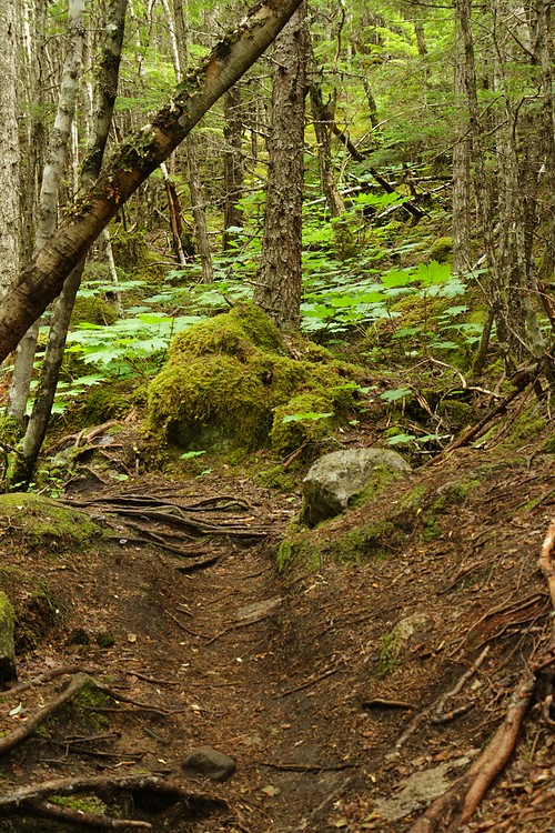 Dewey Lake Loop Trail