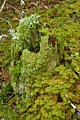 Moss-covered stump