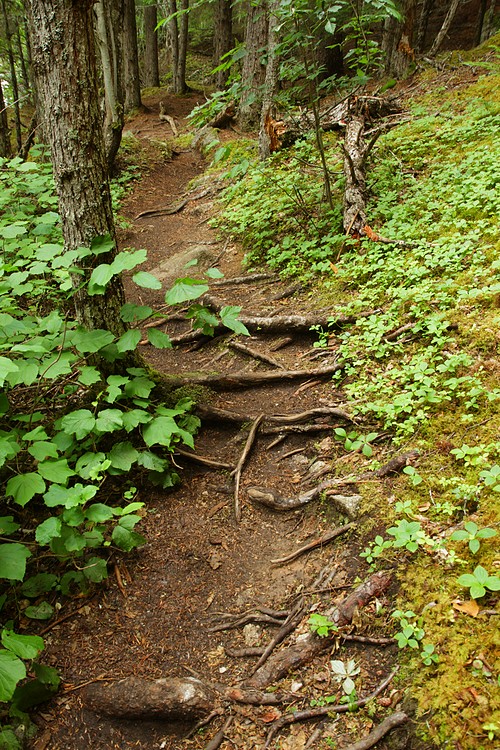 Dewey Lake Loop Trail