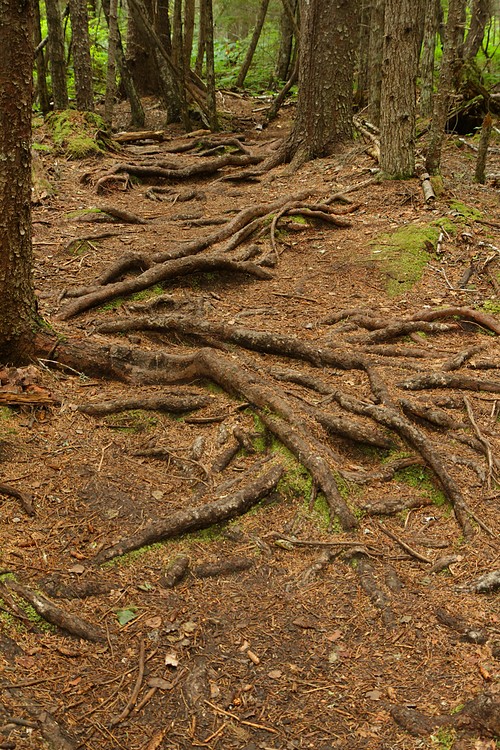 Dewey Lake Loop Trail