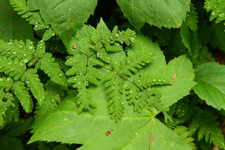 Lower Dewey Lake Trail