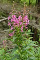 Fireweed