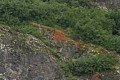 Lichen on shore