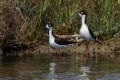 Black-necked Stilts