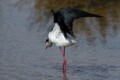 Black-necked Stilt