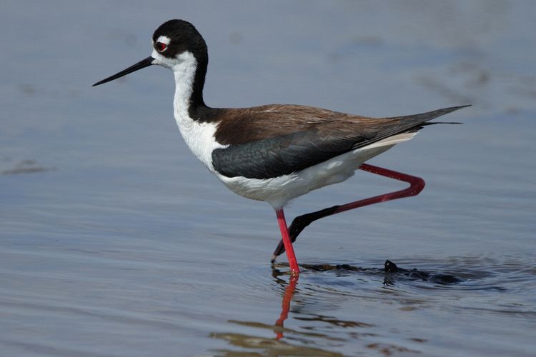 Black-necked Stilt