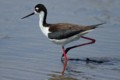 Black-necked Stilt