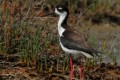 Black-necked Stilt