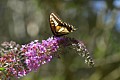 Swallowtail butterfly