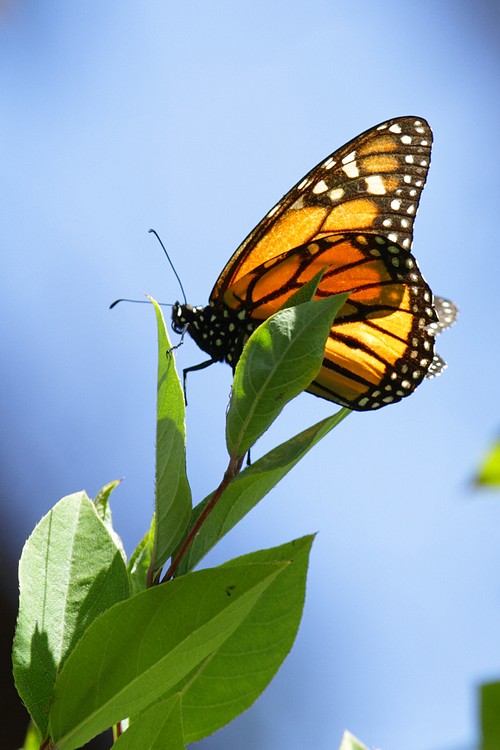 Monarch butterfly