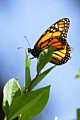 Monarch butterfly