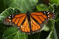 Monarch butterfly