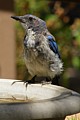 Scrub Jay